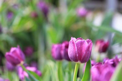 Close-up of purple tulip