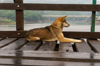 Dog sitting on bench