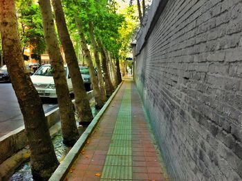 Narrow walkway along trees