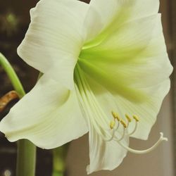 Close-up of white flowers