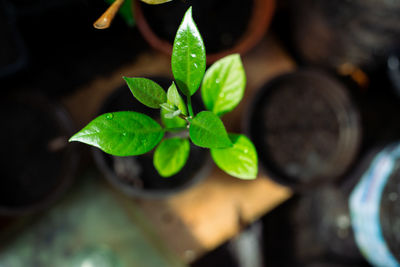 High angle view of potted plant leaves