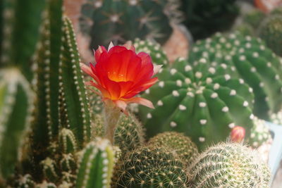 Red cactus flower plants