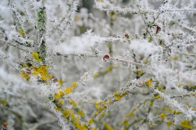 Close-up of snow on plant during winter