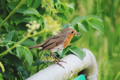 Close-up of bird perching on plant