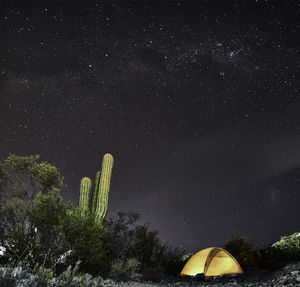 Low angle view of trees against sky at night