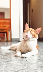 Portrait of cat sitting on floor