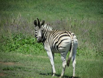 Zebra standing on grass