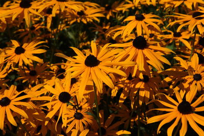 Close-up of yellow daisy flowers