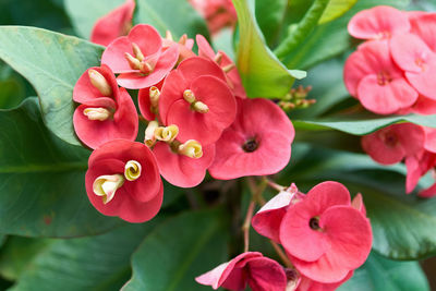 Close-up of pink flowering plant