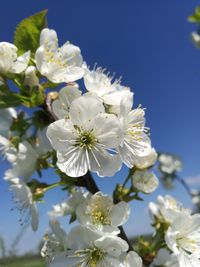 Close-up of white cherry blossoms against clear sky