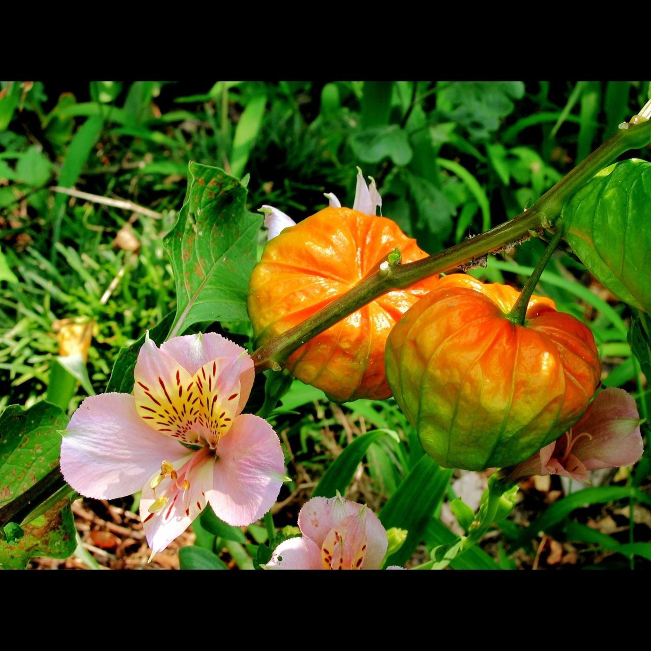 Alstroemeria