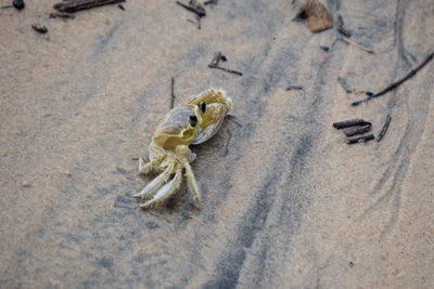 High angle view of crab on the sand