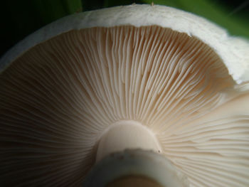 Close-up of white mushrooms