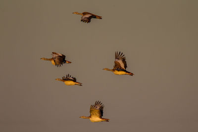 Low angle view of birds flying in the sky