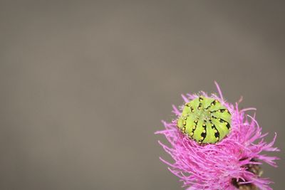 Close-up of flower over black background