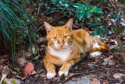 Cat looking away