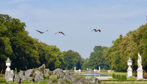 Birds flying over trees against sky