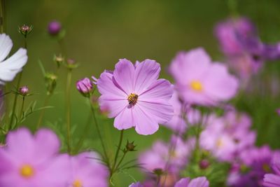 Close-up of pink cosmos flowers