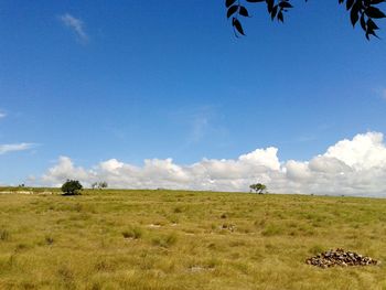 Scenic view of grassy field against cloudy sky