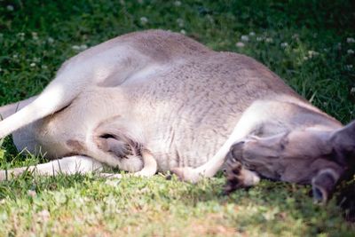 Close-up of sheep sleeping on field