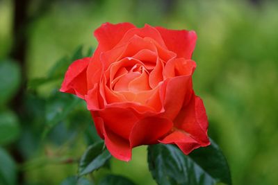 Close-up of red rose