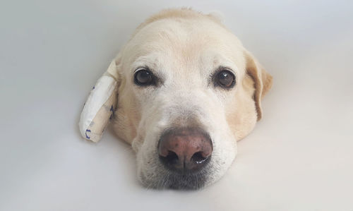 Close-up portrait of yellow labrador retriever wearing protective collar