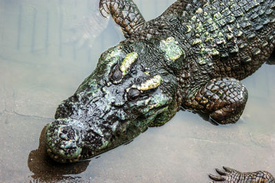crocodile