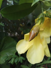 Close-up of yellow flower blooming outdoors