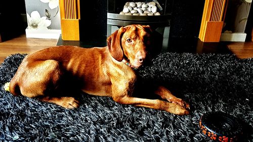 Dog sleeping on sofa