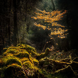 Trees in forest during autumn