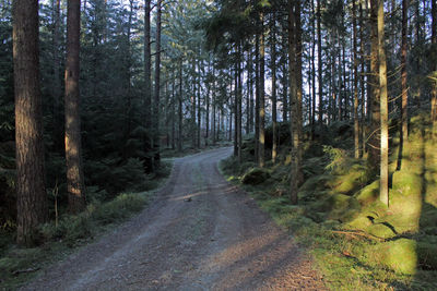 Dirt road amidst trees in forest