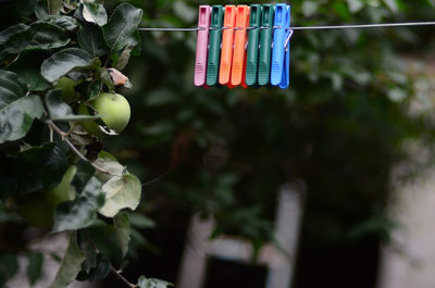 Close-up of fruits hanging on plant