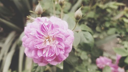 Close-up of pink flowering plant