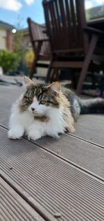 Portrait of cat resting on deck