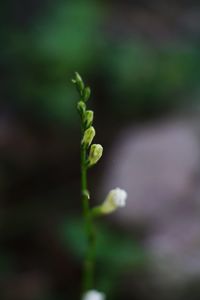 Close-up of flower bud