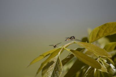 Close-up of insect on plant