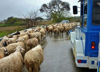 Sheep on road against sky