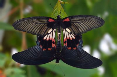 Close-up of butterfly on leaf