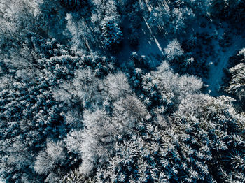 Full frame shot of pine trees in forest during winter