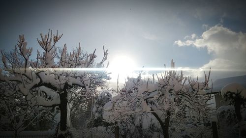 Plants and trees against sky