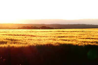 Scenic view of field against clear sky during sunset