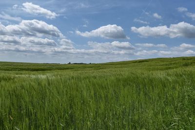 Scenic view of grassy field against sky