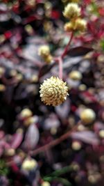 Close-up of flowering plant