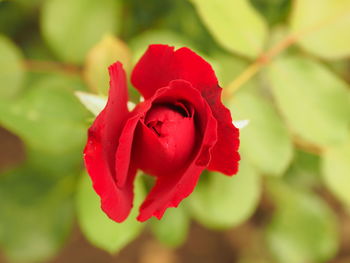 Close-up of red rose