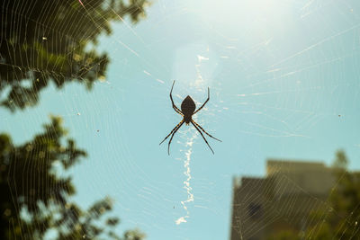 Close-up of spider on web against blue sky