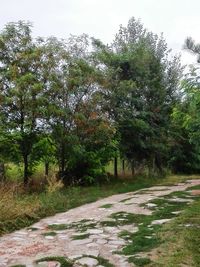 Road amidst trees against clear sky