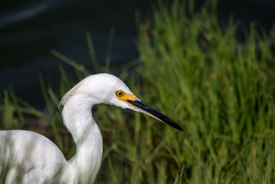 Close-up of gray heron