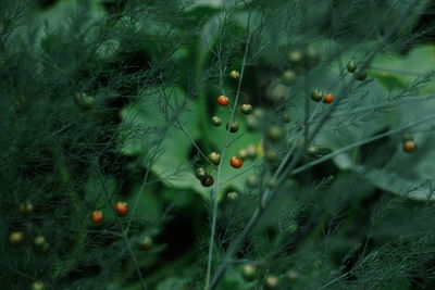 Close-up of berries growing on field