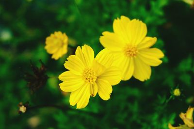 Close-up of yellow flowers blooming outdoors