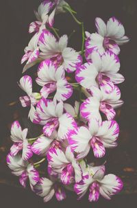 Close-up of flowers over black background